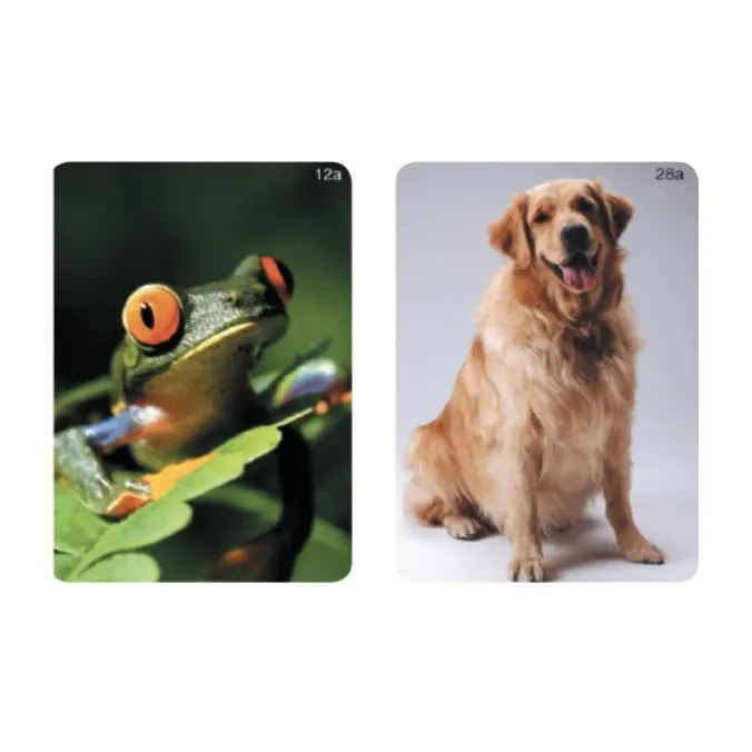 Animaux - imagier webber