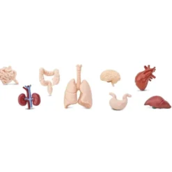 Figurines organes corps humains