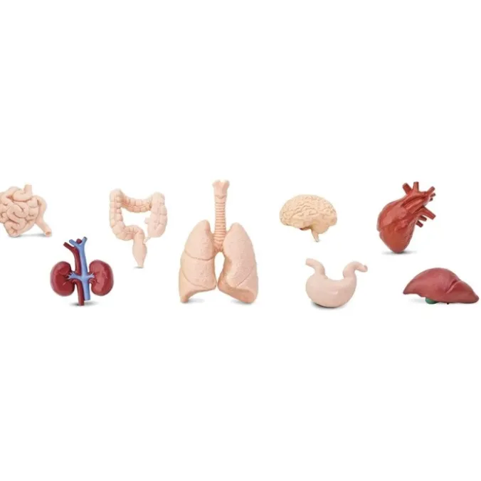Figurines organes corps humains